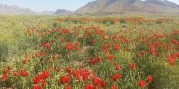 سفر بهاری به دشت سرسبز شقایق محلی وردنجان در قاب دوربین شهروندخبرنگار